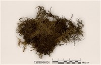 藏品(塔苔)的圖片